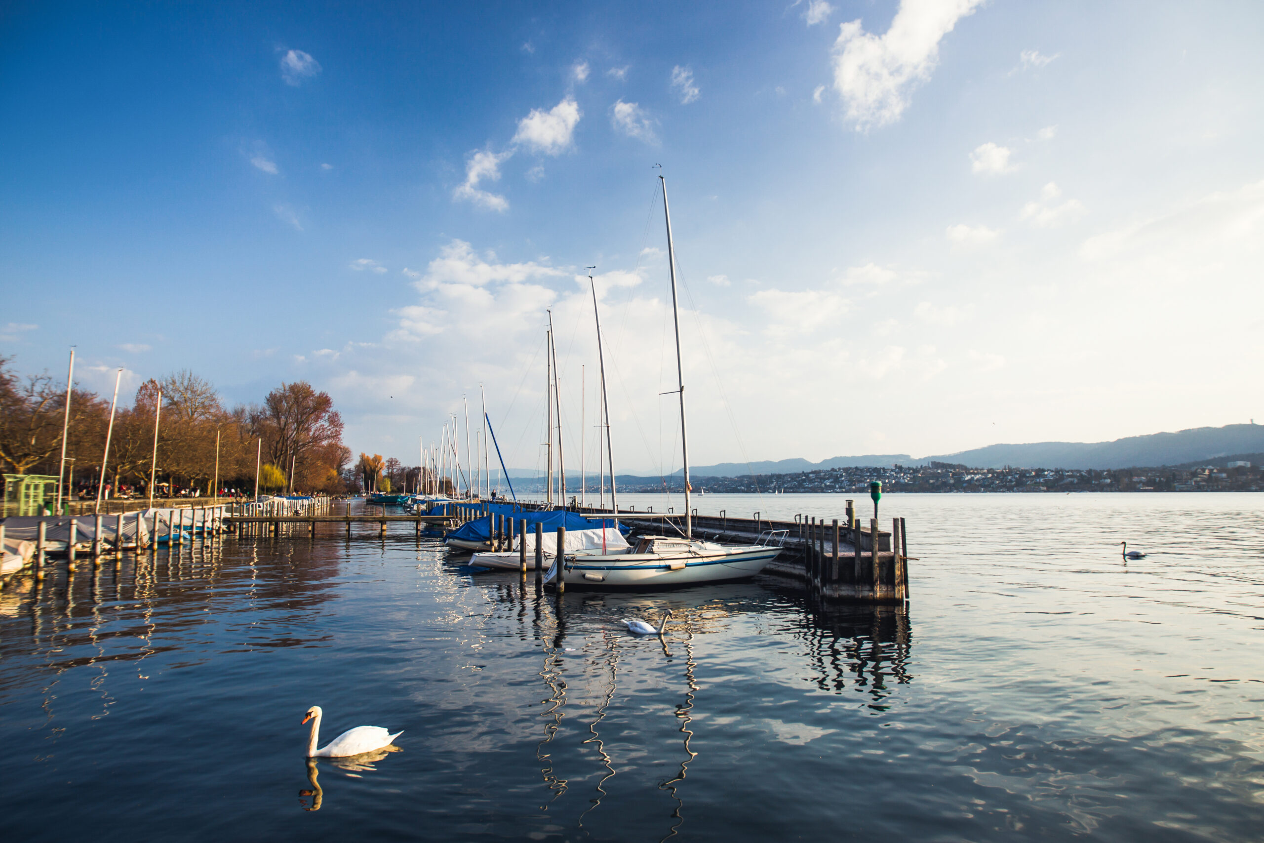 Bodensee Hafen Swan near yacht club on the waterfront